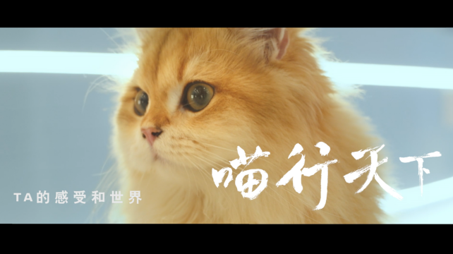 喵行天下，與NI解鎖新體驗